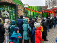 俄罗斯莫斯科：大熊猫“喀秋莎”首次公开亮相