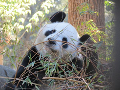 旅西大熊猫“冰星”“花嘴巴”一家平安抵达成都 