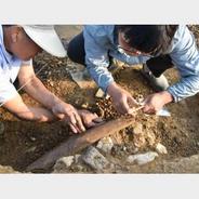 泄洪后，这里发现一件距今10万年的“象牙铲”