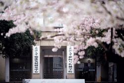 强化大学中学衔接：武汉大学设立1天高中生赏樱专场