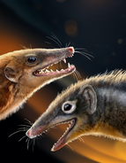 远古发现丨两只侏罗纪“小鼠”改写哺乳动物早期演化史