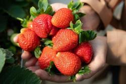 现代农业丨盐城盐都:科技兴农托起乡村“莓”好生活