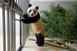 放心！大熊猫“福宝”正在安度隔离期