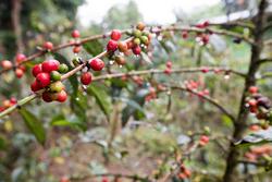 阿拉比卡咖啡树或起源于至少60万年前