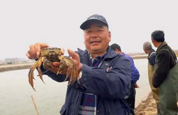 “金农1号”种蟹东台沿海首当“妈妈”，1.5万公斤国家级新品种蟹苗被抢订一空