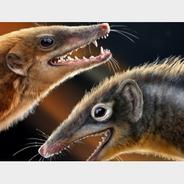 远古发现丨两只侏罗纪“小鼠”改写哺乳动物早期演化史