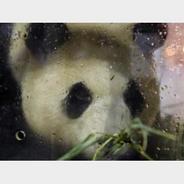 旅韩大熊猫“福宝”抵达成都