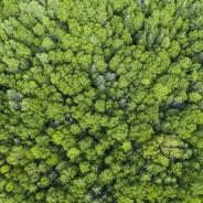 筑牢绿色屏障 打造金山银山——黑龙江重点国有林区全面停止天然林商业性采伐十周年