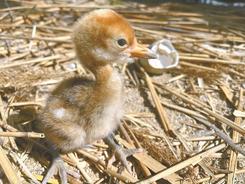 江苏盐城湿地珍禽国家级自然保护区:今年首只人工繁育鹤宝宝破壳