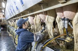 美国首次在牛肉中检测出禽流感病毒