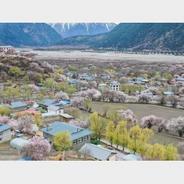 乡村振兴|西藏林芝：“桃花经济”里的富农花样