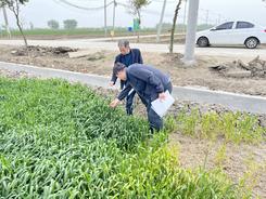 建湖气象局开展小麦赤霉病防治气象服务