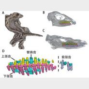 远古发现|鸟臀类恐龙如何换牙？科研人员揭秘……