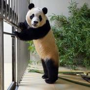 放心！大熊猫“福宝”正在安度隔离期