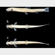 中国科研人员发现新物种长肋原花鳅