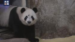 大熊猫“金喜”“茱萸”抵达西班牙 住进新家