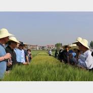 中德科研人员加强大麦领域研究合作
