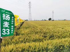 江苏扬州：农业“芯片”如何培育？走近“扬麦家族”探究竟