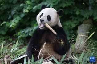 比利时庆祝大熊猫“天宝”八岁生日