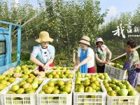 梨香飄滿園 游客采摘忙