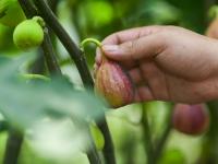 甜蜜無花果 采摘正當時