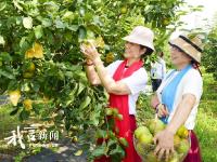 梨香飄滿園 游客采摘忙