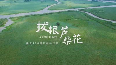 拔根芦柴花