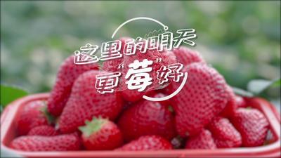 刘程媛：这里的明天更“莓”好.mp4